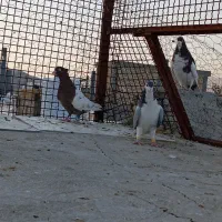 بدرنگ سبز و سینه تافته ای نر|پرنده|شیراز, میانرود|دیوار