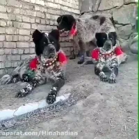 واگذاری ماده  قدرجونی   قهدرجونی   قدرجانی|سگ|تهران, گمرک|دیوار
