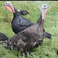 بوقلمون گم شده