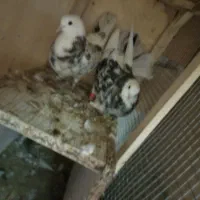 کفتر شازده هفت رنگ