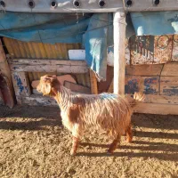 بزغاله چاق برای ذبح