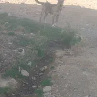 فروشی
