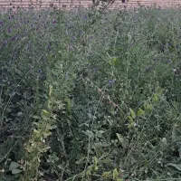 تخم علف بمی