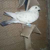 کفتر یا کبوتر|پرنده|اشکذر, |دیوار