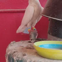 کبوتر طوقی.|پرنده|دوگنبدان, |دیوار