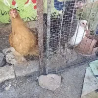 با سلام دوستان تعدادی خروس تقریبا ۵ماهه فروشی|حیوانات مزرعه|اردکان, |دیوار