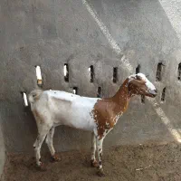 کهره ماده
