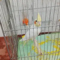 عروس هلندی جفت