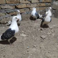 کبوتر گراف