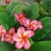 فروش گیاهان گرمسیری|خدمات باغبانی و درختکاری|جم, |دیوار