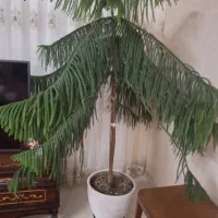 کاج مطبق