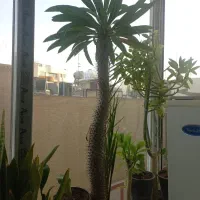 نخل ماداگاسکار گل