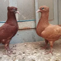 جوجه زرد و سرخ