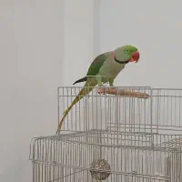 شاه طوطی ملنگو حلقه پا