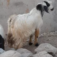 کهره رودان|حیوانات مزرعه|رودان, |دیوار