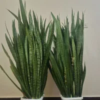 فروش گل سانسوریا