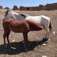 کره‌ اسب