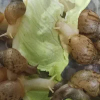 آلبینو ارسال ب نی ریز