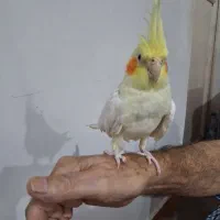 عروس هلندی|پرنده|رشت, پاره بیجار|دیوار