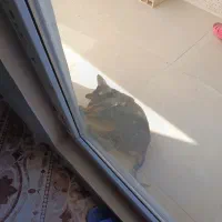 توله سگ ژرمن وورک 4 ماهه نر فی 5 ت م ن|سگ|چهاردانگه (تهران), |دیوار