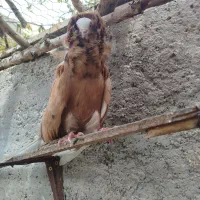 کبوتر شامپیون شازده سرور نر