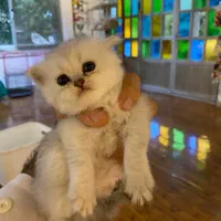 گربه بریتیش ملوس