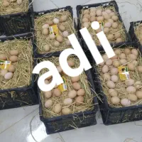 پخش عمده تخم مرغ محلی