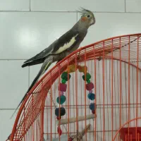 عروس هلندی ماده