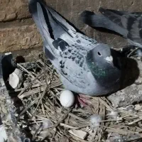 پلاکی ماده ونر مسافتی