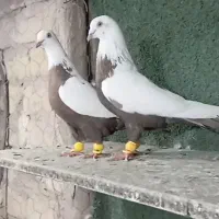 40 تا کفتر پرنده