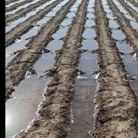 دسته کارگر بست زنی گوشه بندی با بیل