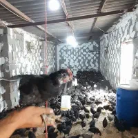 جوجه مرغ و خروس اصیل(مشکی)