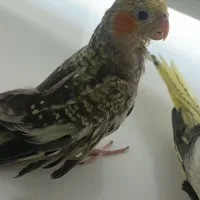 عروس هلندی|پرنده|گلستان (تهران), |دیوار