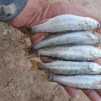 سلام علیکم|ماهی|خرمشهر, |دیوار