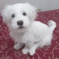 شیتزو نر 4 ماهه