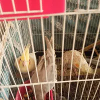 عروس هلندی|پرنده|گلستان (تهران), |دیوار