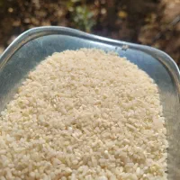 برنج دوقد دشت لنجان