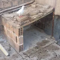 کبوتردورگ نر تازه میخواد صدا بیافتد دوبند دیگه