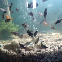 آکواریوم شیشه ای منحنی ارتفاع۴۵،عرض۵۰