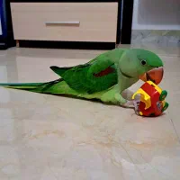 جوجه شاه طوطی نر.تازه دون خور