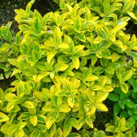 شمشاد طلایی