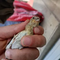 سهره قناری|پرنده|کرمانشاه, |دیوار