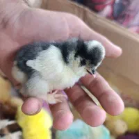 جوجه کاکلی ، جوجه رنگی ، جوجه رسمی
