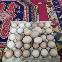 تخم مرغ محلی بومی