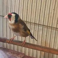 فروش سهره جوجه های نر سال