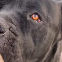 کنکورسو|سگ|تهران, شهرک چیتگر|دیوار