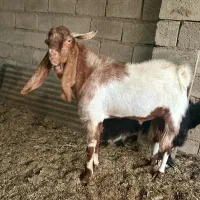 دوتا نر بز افغانی