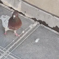 دانه ۴۰۰|پرنده|الوند, |دیوار