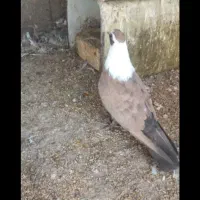 مخمل قهوه ای ماده