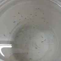 بچه گوپی